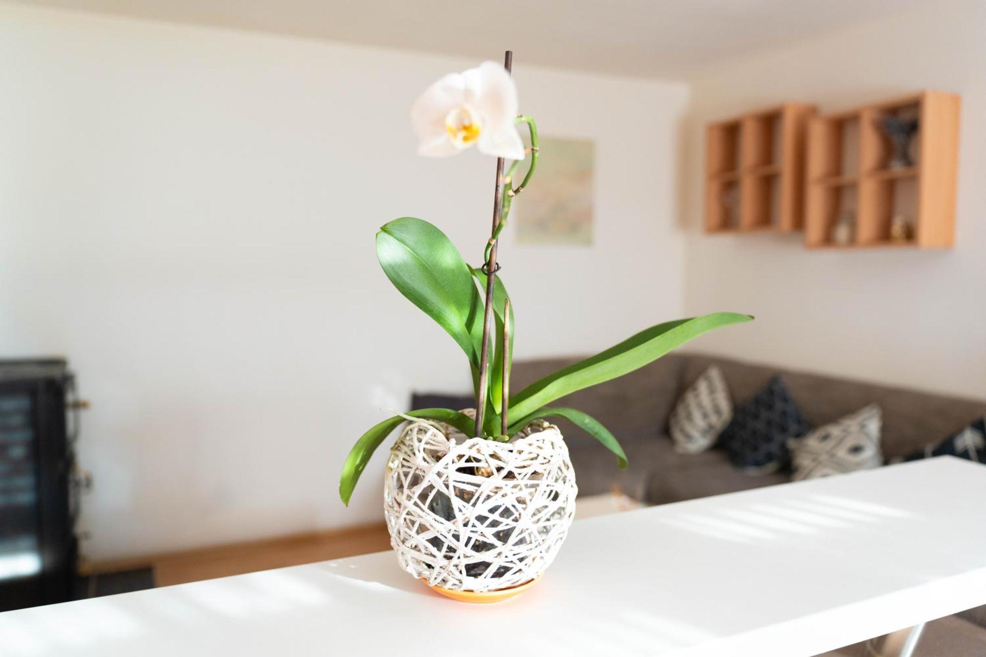 קנין Apartman Lili מראה חיצוני תמונה